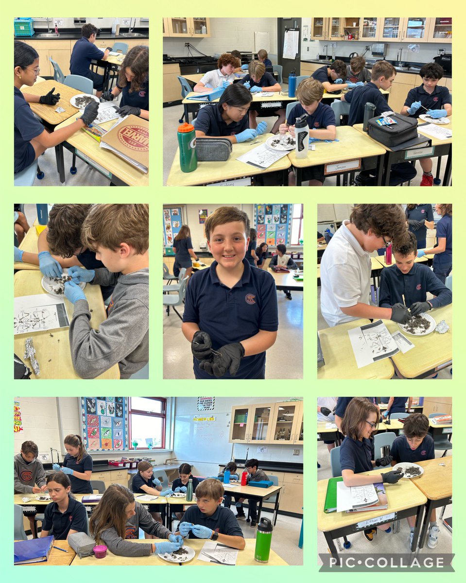 Connecting to our topic of food chains, these <a href="/STCBurlington/">St. Christopher</a> grade 7 students dissected barn owl pellets today. Lots of fun discoveries were found inside!