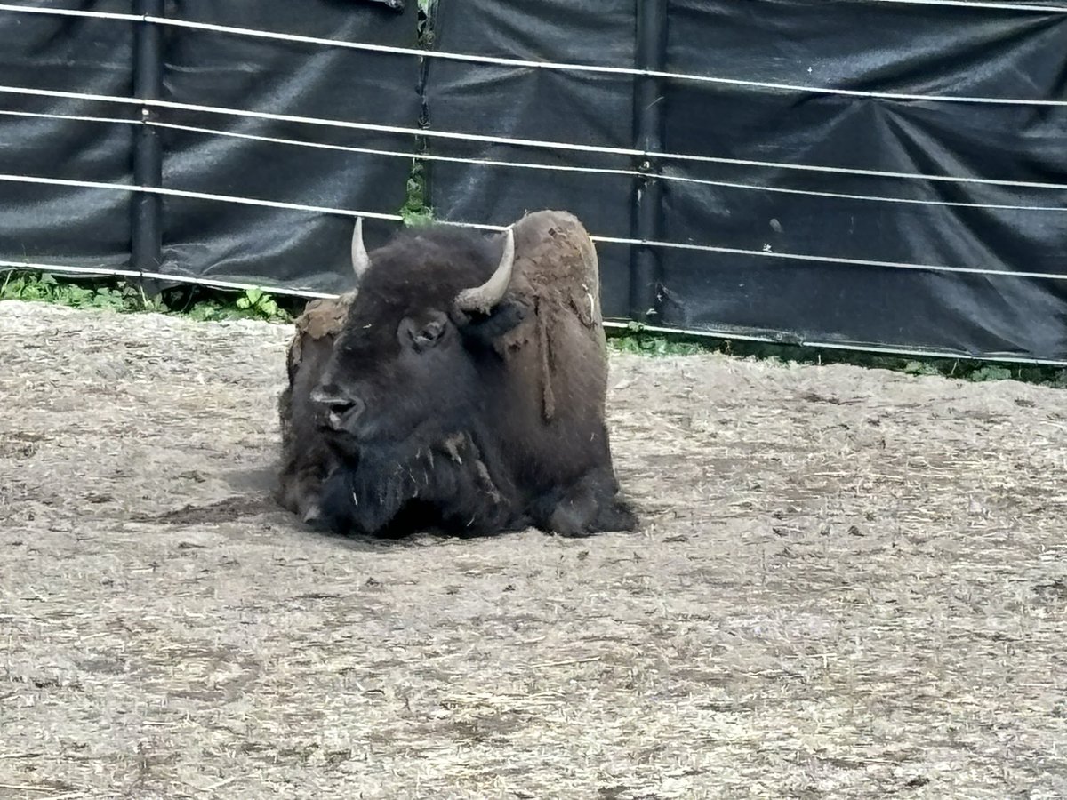 mathmillard's tweet photo. Reflections from the Zoo: Every Living Thing… uniquely crafted to BE what no other can. #blakeindc #bmsed https://t.co/JGj2A67cB1