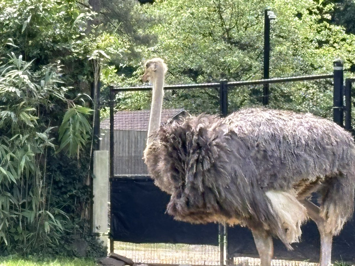 mathmillard's tweet photo. Reflections from the Zoo: Every Living Thing… uniquely crafted to BE what no other can. #blakeindc #bmsed https://t.co/JGj2A67cB1