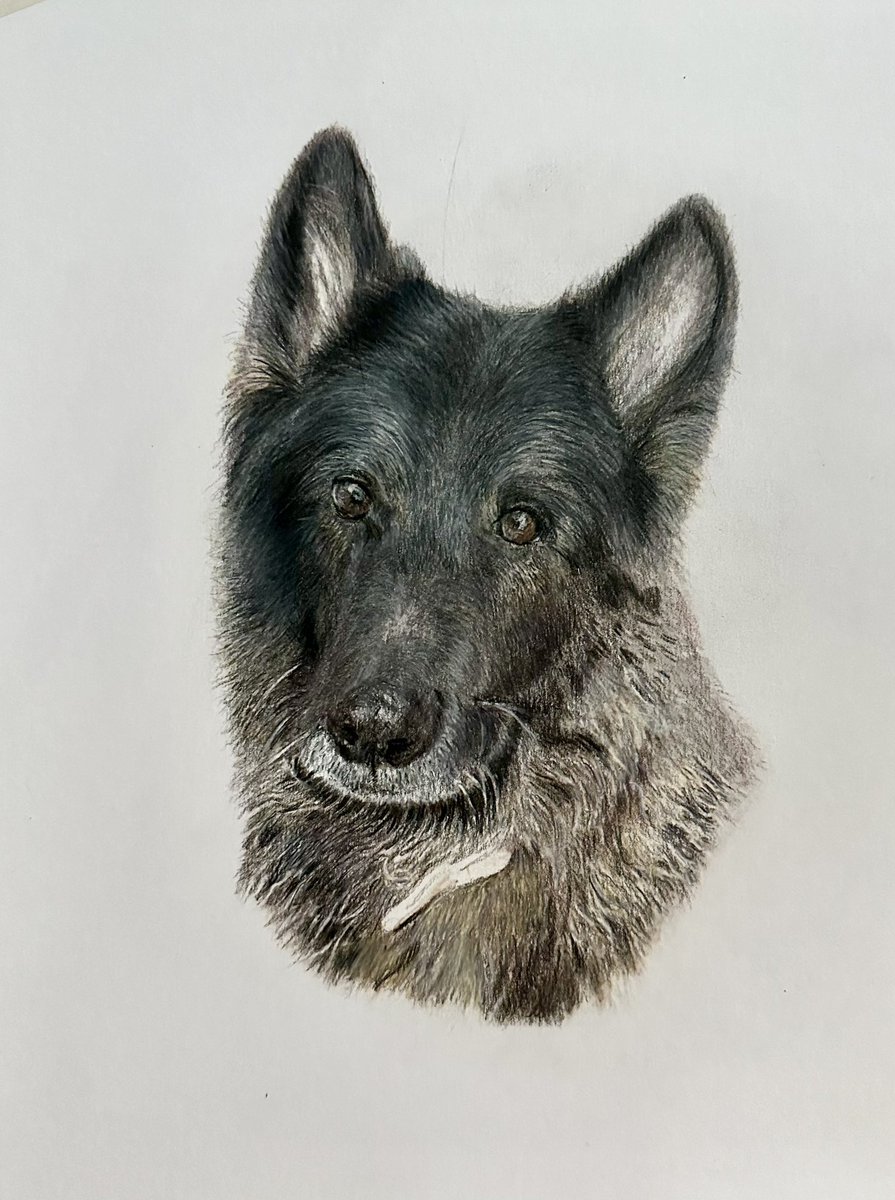 OPEN COMMISSIONS contact at madjonah@comcast.net and check out my website at pamelagoodman.zenfolio.com

#professionalpetportraits #gifts #horses #dogs #cats #petportraitcommissions #memorials  #petloss #petportrait #petportraits #petportraitartist #custompetportraits #petmemorial