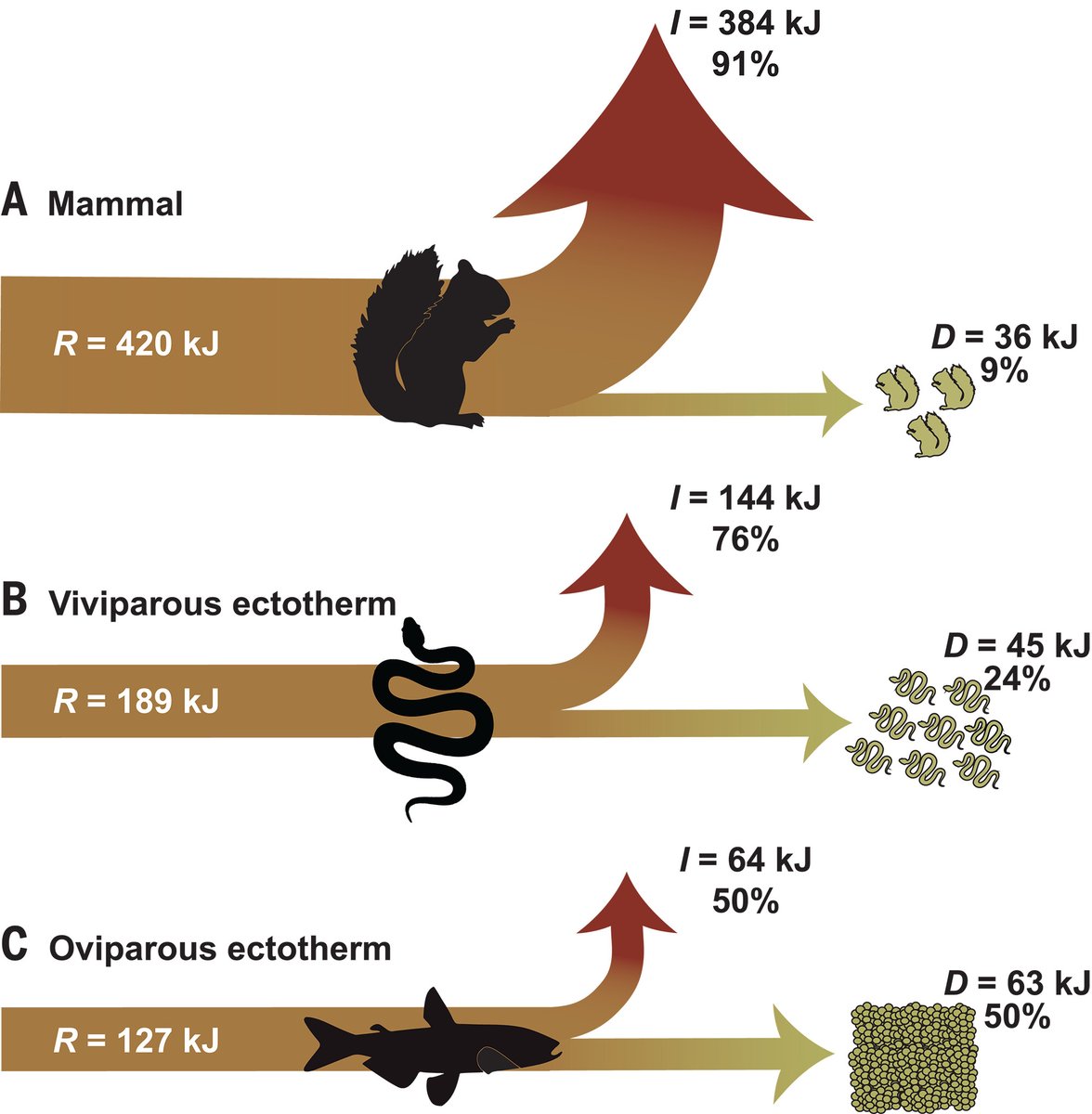 The energy invested in animal reproduction is as much as 10 times greater than previously estimated, according to a new Science study.

The findings fundamentally challenge longstanding theories and biological models of animal growth and life histories. scim.ag/74l