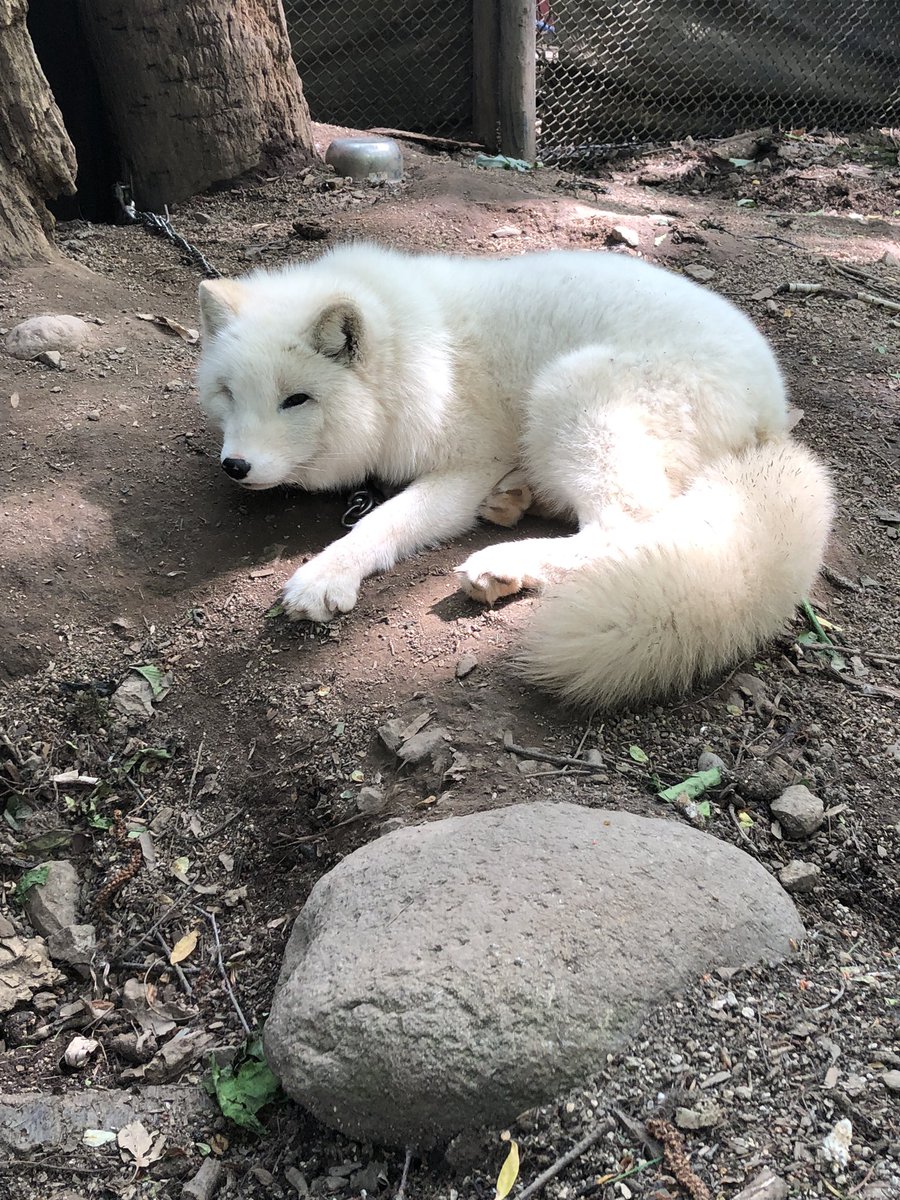 PoorEndgame's tweet photo. 昨日行ったノースサファリサッポロ最高すぎた。普通の動物園だと触れない動物とふれあえるしふれあえなくてもめちゃくちゃ近い https://t.co/vFUtehtBNA