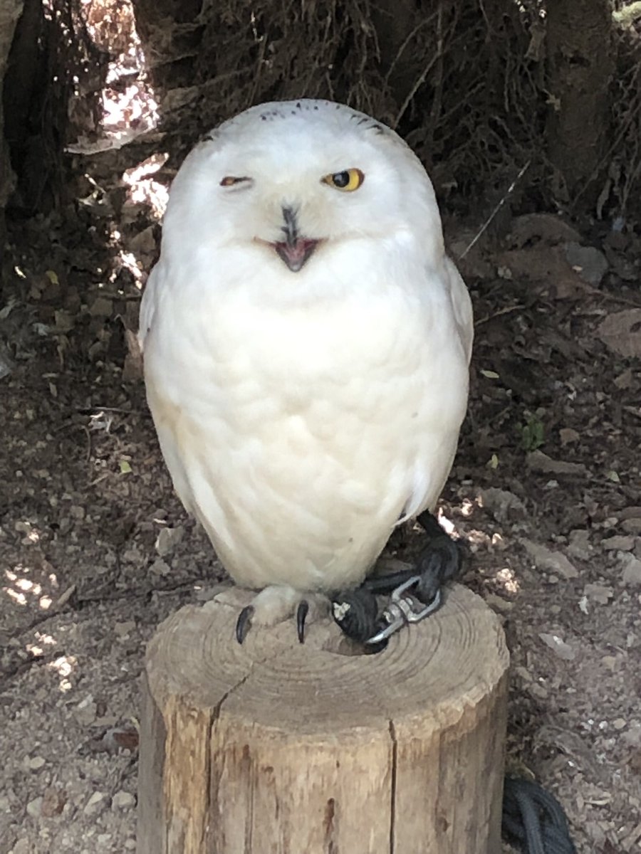 PoorEndgame's tweet photo. 昨日行ったノースサファリサッポロ最高すぎた。普通の動物園だと触れない動物とふれあえるしふれあえなくてもめちゃくちゃ近い https://t.co/vFUtehtBNA
