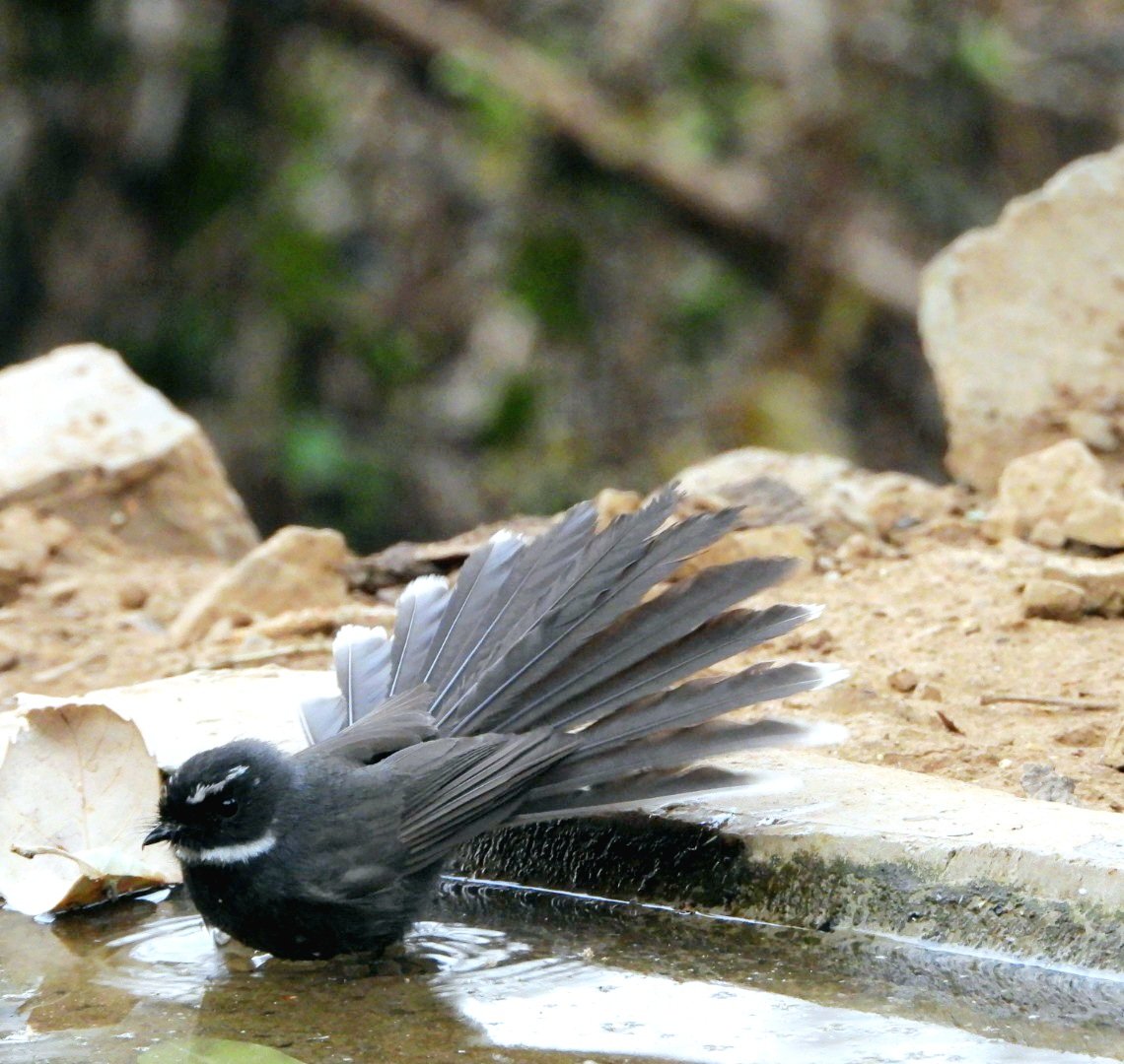 White throated fantail showcasing the name @UTDBofficial #IndiAves #BBCWildlifePOTD #BirdsSeenIn2024 #ThePhotoHour #birdwatching @NatureIn_Focus @Team_eBird @NatGeoIndia #GoodMorningTwitterWorld @NatureattheBest #birding #NaturePhotography @ParveenKaswan #Nikon