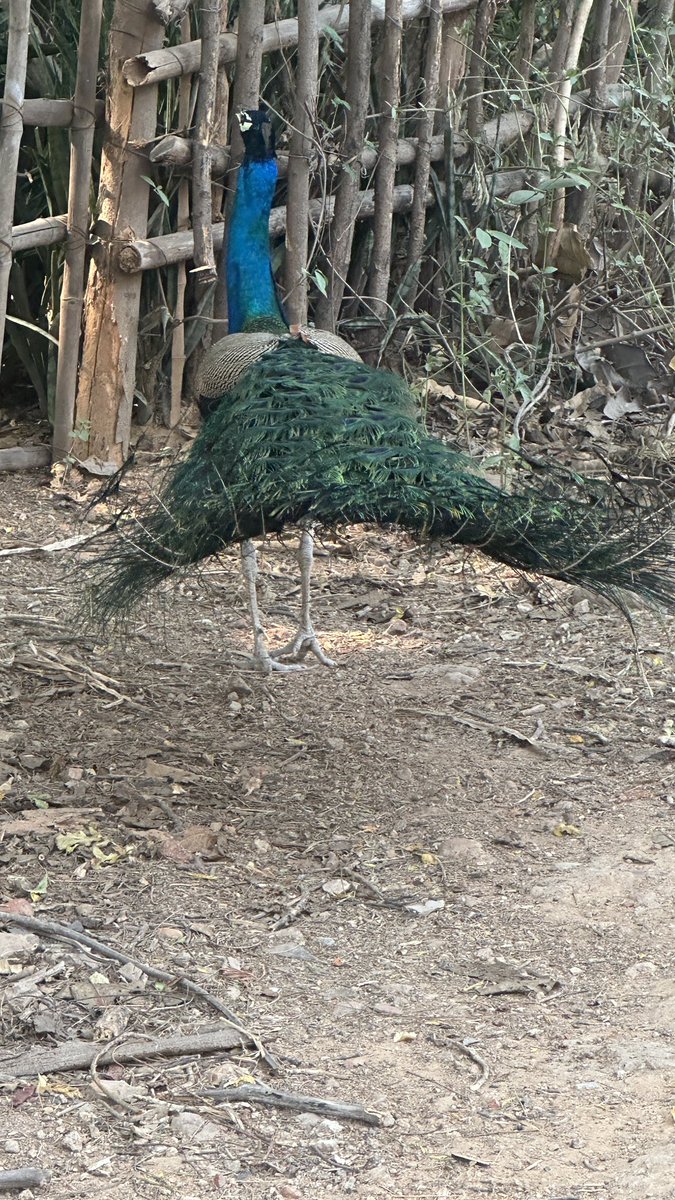 christinedelhi's tweet photo. Yup, the same question I ask regularly - have you exercised today?
In our brutal Delhi heat, it’s a case of showing up early, taking it slowly, & hydrate hydrate hydrate.
Jackal. 3 dancing peacocks. Kites. Rufous tree pie.
Such beauty 🙏🏻
#dailyexercise #thisis70 #india #delhi https://t.co/KzSA1BCAuQ