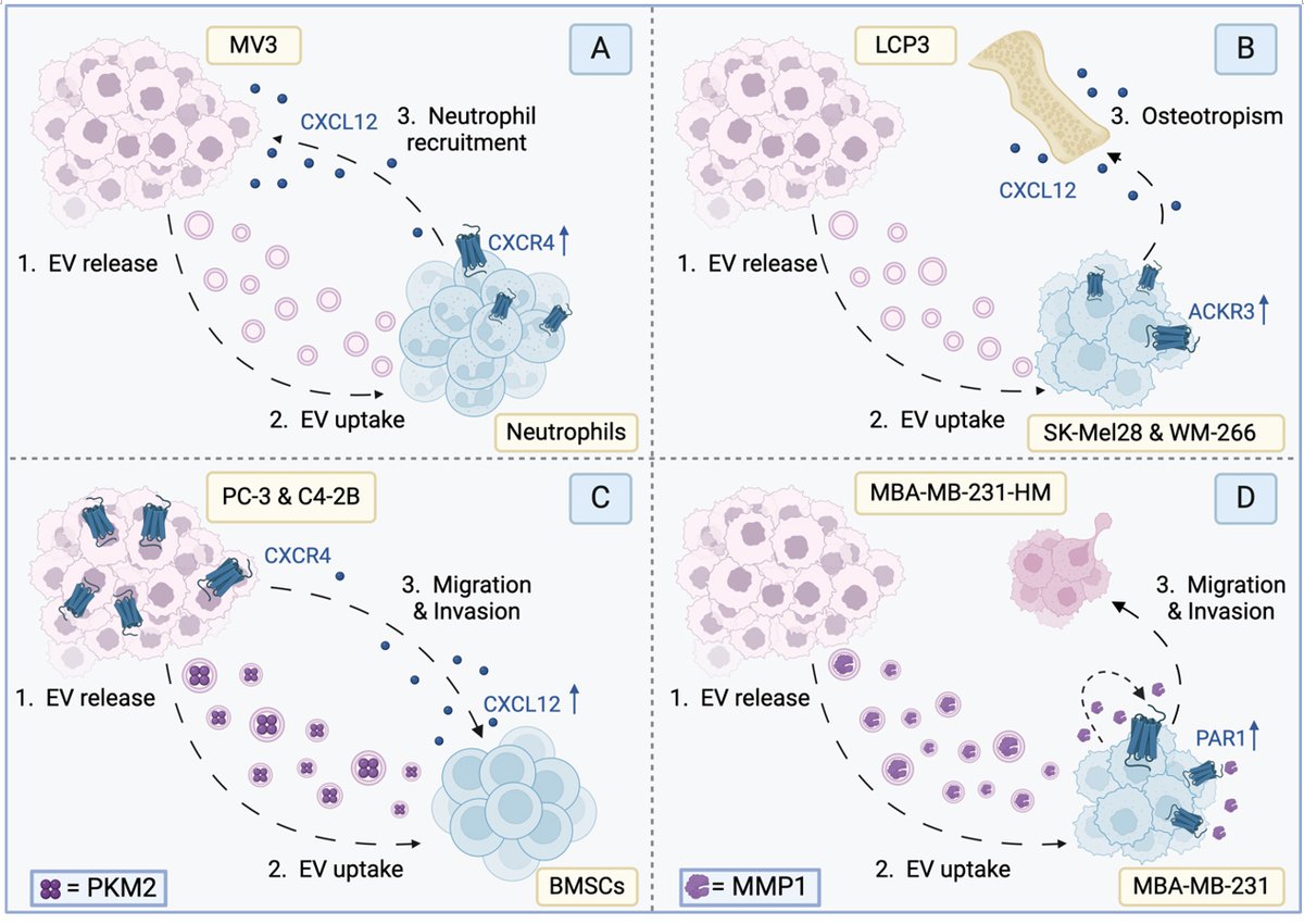 Extracellular Vesicles & Circulating Nucleic Acids (@vesiclesacids) on Twitter photo 📝Title: G protein-coupled receptors: a gateway to targeting oncogenic EVs?
👥Authors: Lotte Di Niro, Amber C. Linders, Thomas Glynn, D. Michiel Pegtel, Marco Siderius, Caitrin Crudden, Martine J. Smit <a href="/VUamsterdam/">Vrije Universiteit Amsterdam (inactief)</a>
🔗oaepublish.com/articles/evcna…
Welcome to read. 🫶 #EVs #Cancers 📝Title: G protein-coupled receptors: a gateway to targeting oncogenic EVs?
👥Authors: Lotte Di Niro, Amber C. Linders, Thomas Glynn, D. Michiel Pegtel, Marco Siderius, Caitrin Crudden, Martine J. Smit <a href="/VUamsterdam/">Vrije Universiteit Amsterdam (inactief)</a>
🔗oaepublish.com/articles/evcna…
Welcome to read. 🫶 #EVs #Cancers