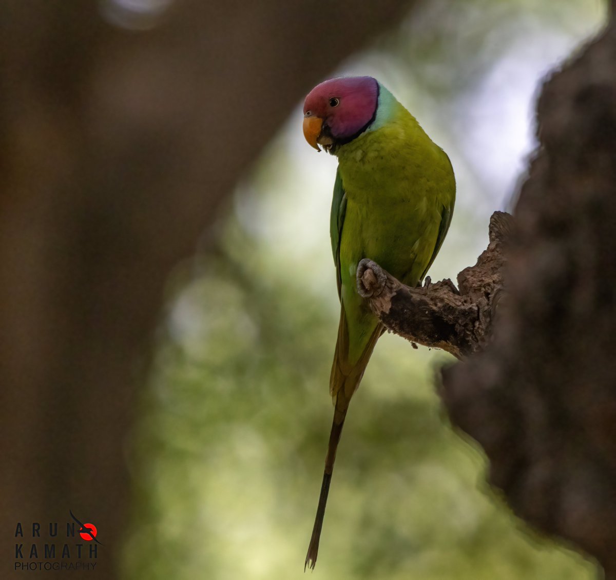 The Plum headed parakeet for today. Have a great #friday #IndiAves #twitternaturecommunity #ThePhotoHour #birds