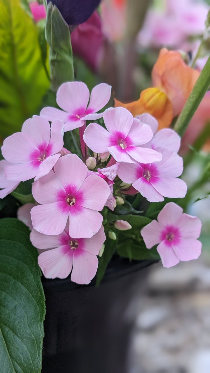 Note to self: grow more Phlox! This pink perfection is one of many trials this year. She checks alllll the boxes! ✅ 🌸 😍 If you don't have Phlox in your garden, what are you waiting for? 
.
.
.
.
#flowerfarm #getmorephlox #phlox #phloxlove #blessingsgrow #growingwithpurpose