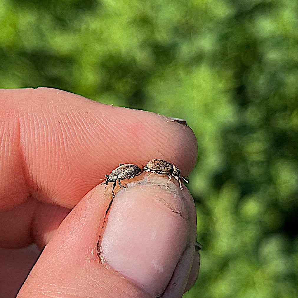 Alfalfa weevils are out! 

👉🏼Cut on the early side 
👉🏼Scout the new regrowth- larvae and adults will be hiding in the crown
👉🏼Spray if needed shortly after if pressure is high 

#scout24