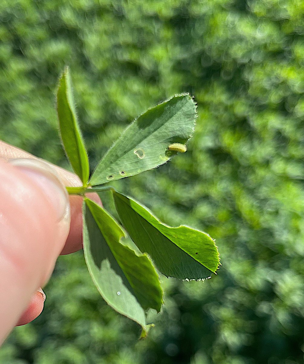 Anez Consulting tweet media