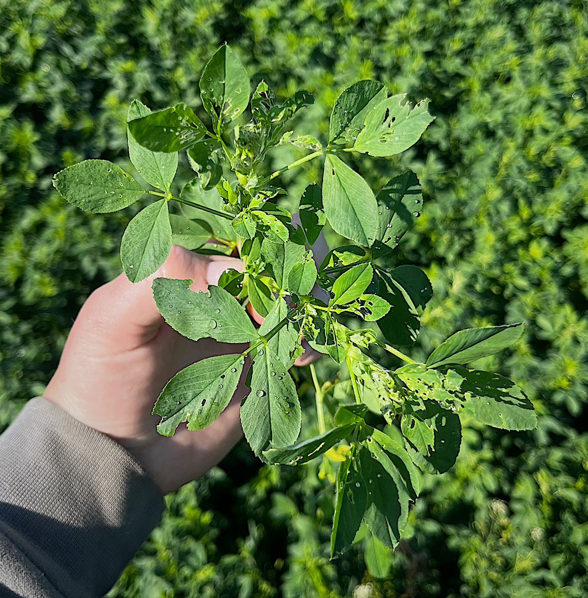 Anez Consulting tweet media