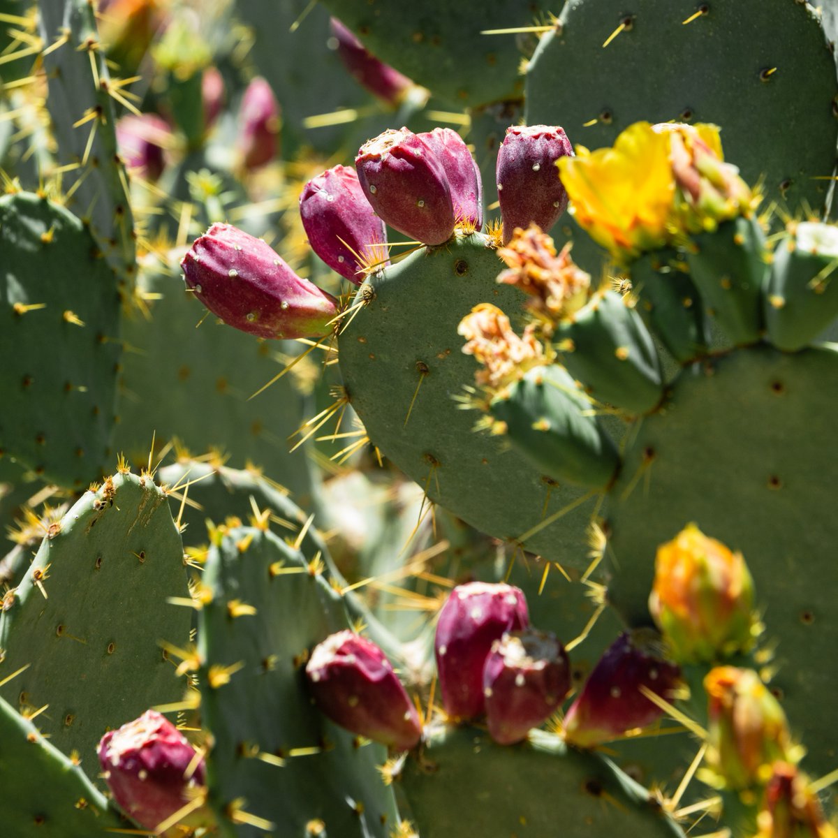 Boyce Thompson Arboretum tweet media