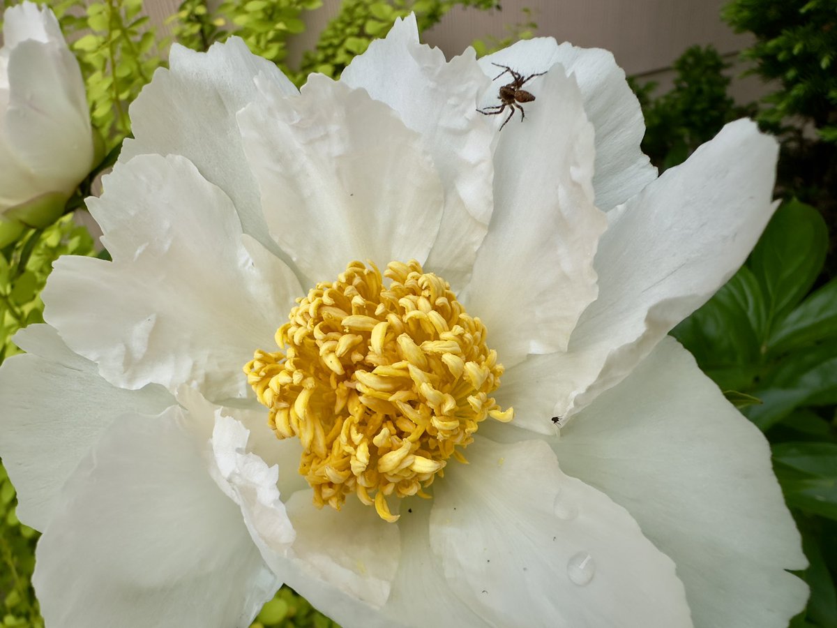 Peony @sjgiardini @ThePhotoHour @cameralab21 #PEONY #springflowers #FlowersOnX