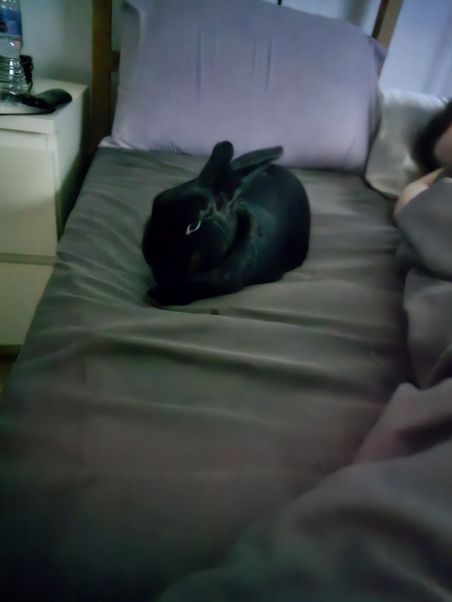 Go to toilet.
Bed stolen by Nugget.
Every night.