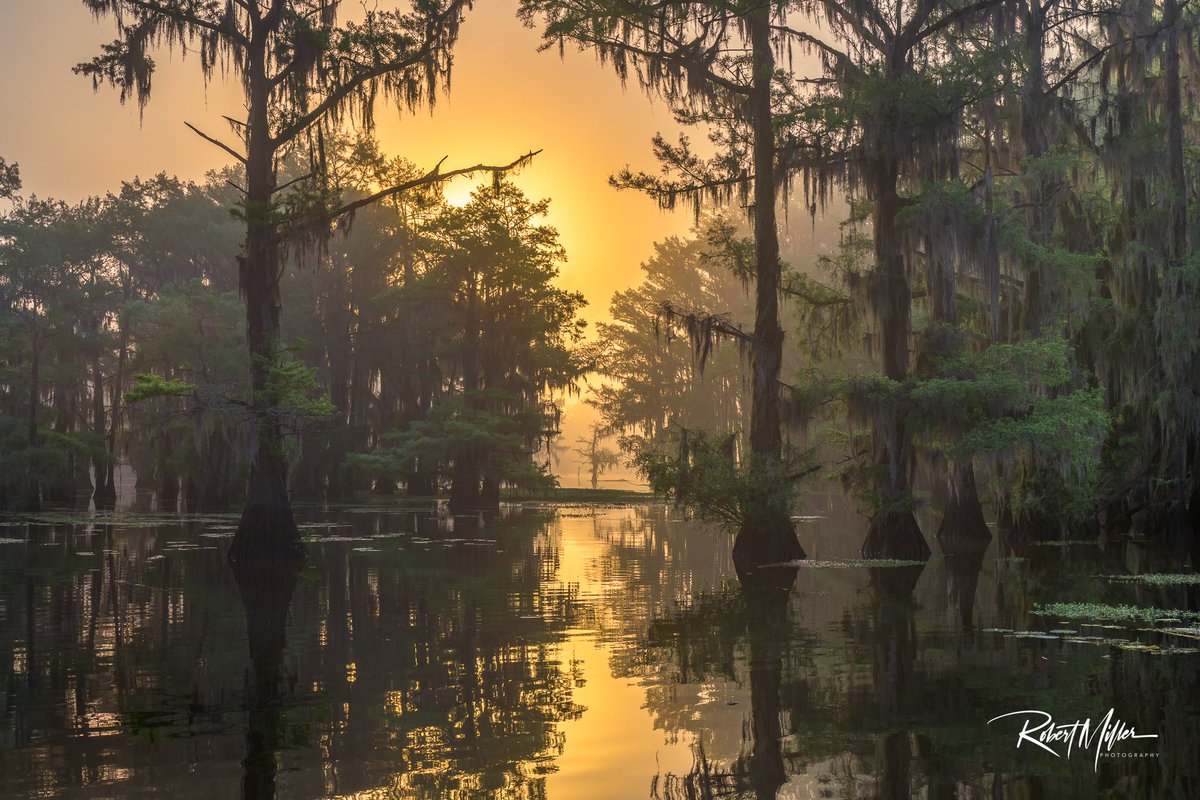 Caddo Lake - Robert Miller
'Beyond The Pearly Gate
What exist just beyond that pearly gate? From here, we can see light. With that light comes warmth. And from here I only see one waiting for me to pass through. But once through, I have a feeling there is so much more!
This