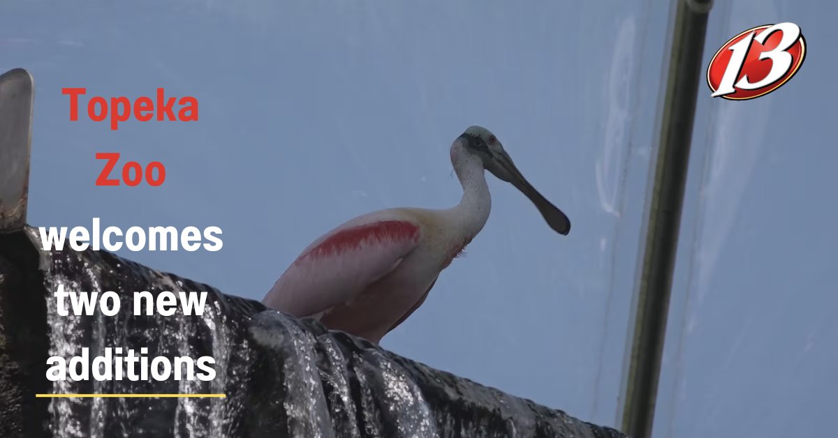 A Roseate Spoonbill and an Indian Flying Fox Bat now call the Topeka Zoo home. STORY >>> wibw.com/2024/05/24/top…