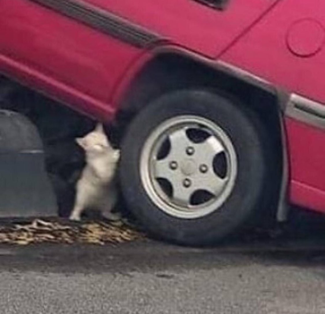 WeAssessCats's tweet photo. bro is not superman 😭 https://t.co/r2o2UU5RzD