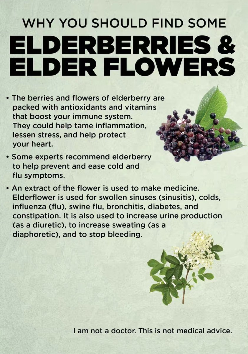 Why you should find some Elderberries & Elder Flowers