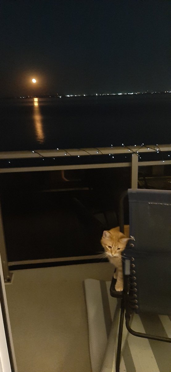 This one's for all you lovers out there...especially @chigal111 Ahem...Moooon riverrrr, wider than a miiiille ...im crossing you in styyyyle somedaaayyy   Youre welcome: I'm here all week!!  #FredtheCanadianCat #lakeontario #moon #moonriver