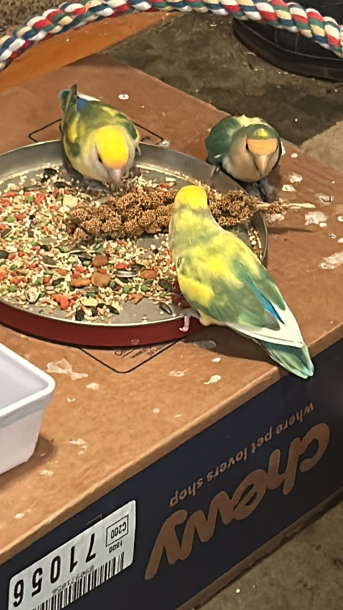 Everyone is happy with the millet tonight