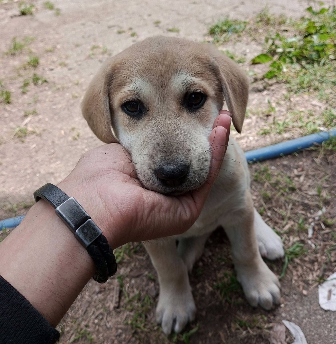 Bu hayvanı anası babası çocuğuna aldı sonra bakamadılar sokağa attılar sende bunu alıp öldüreceksin öyle mi ? Önce bu hayvanın gözlerine bak sonra Allah korkusu varsa sende öldürebilirsen öldür bakalım.Sonara Allahın gazabı sana evine ülkene çoluğuna çocuğuna nasıl dönecek bekle