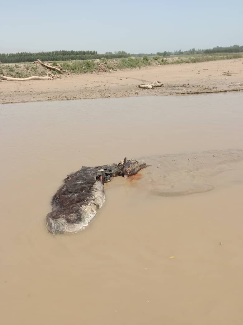 Decomposing carcasses poisoning the water and the air. Within a week after the disastrous floods in Baghlan and Takhar, @FAOAfghanistan had started carcass removal and burial activities to avoid the spread of disease among animals and humans.