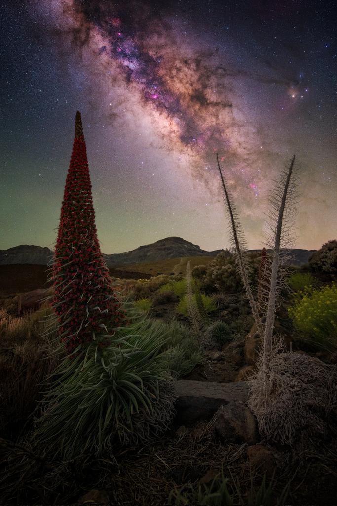 Tajinastes y Vía Láctea en el Parque Nacional del Teide #Tenerife #Canarias