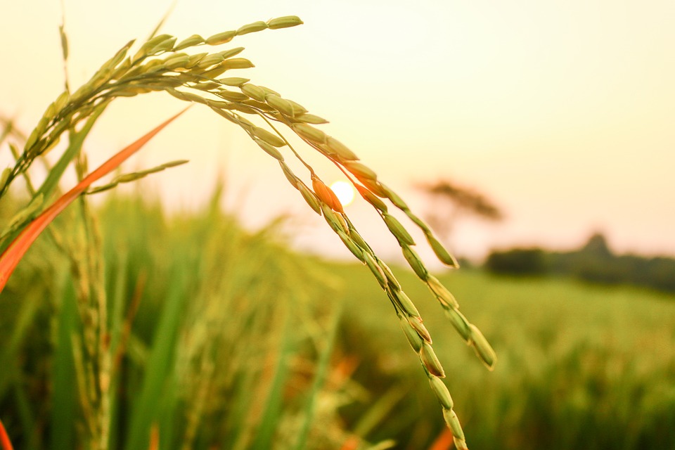 Multiomics‑assisted characterization of rice‑Yellow Stem Borer interaction provides genomic and mechanistic insights into stem borer resistance in rice rdcu.be/dHRB7