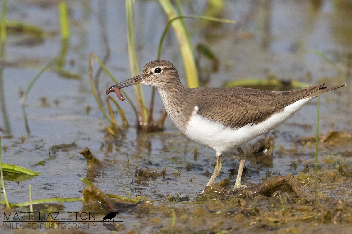 A couple of recent common sandpiper photos. This one was very kindly giving a little worm a lift across the scrape at Summer Leys #Northantsbirds #twitternaturecommunity #wildlifephotography #BBCWildlifePOTD