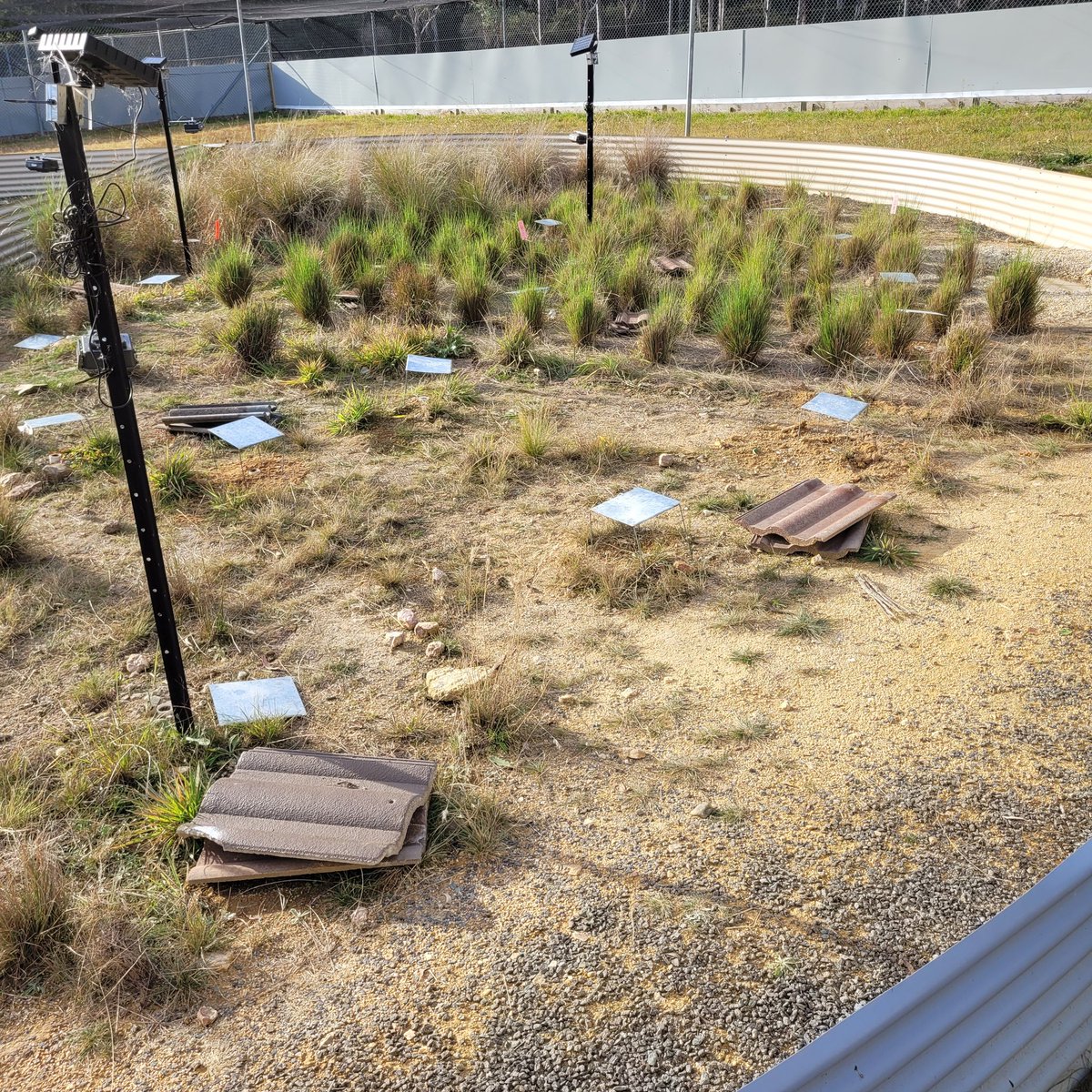 jess_m_thomson's tweet image. Today I launched some of my 'SmartBurrows' into my ringtank enclosures! They're designed to monitor burrow and habitat use of T. lineata 😊 come hear me talk about them at the world herp congress in August! #WCH2024 #herpetology @UC_CCEG
