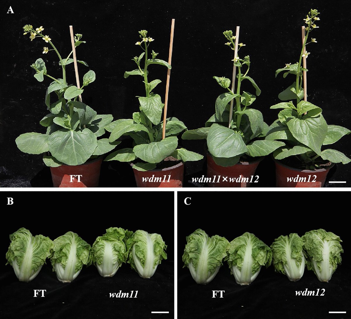 BrBCAT1 mutation resulted in deficiency of epicuticular wax crystal in Chinese cabbage rdcu.be/dHRB8