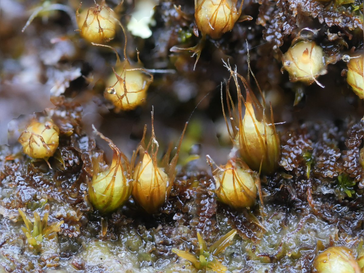Not uncommon in the north, but always a joy to come across the cute little immersed capsules of Diphyscium foliosum, as I did yesterday in a rather wet Borrowdale, home to a newly created NNR. This area of the Lake District is especially rich in 'temperate rainforest' woodland.