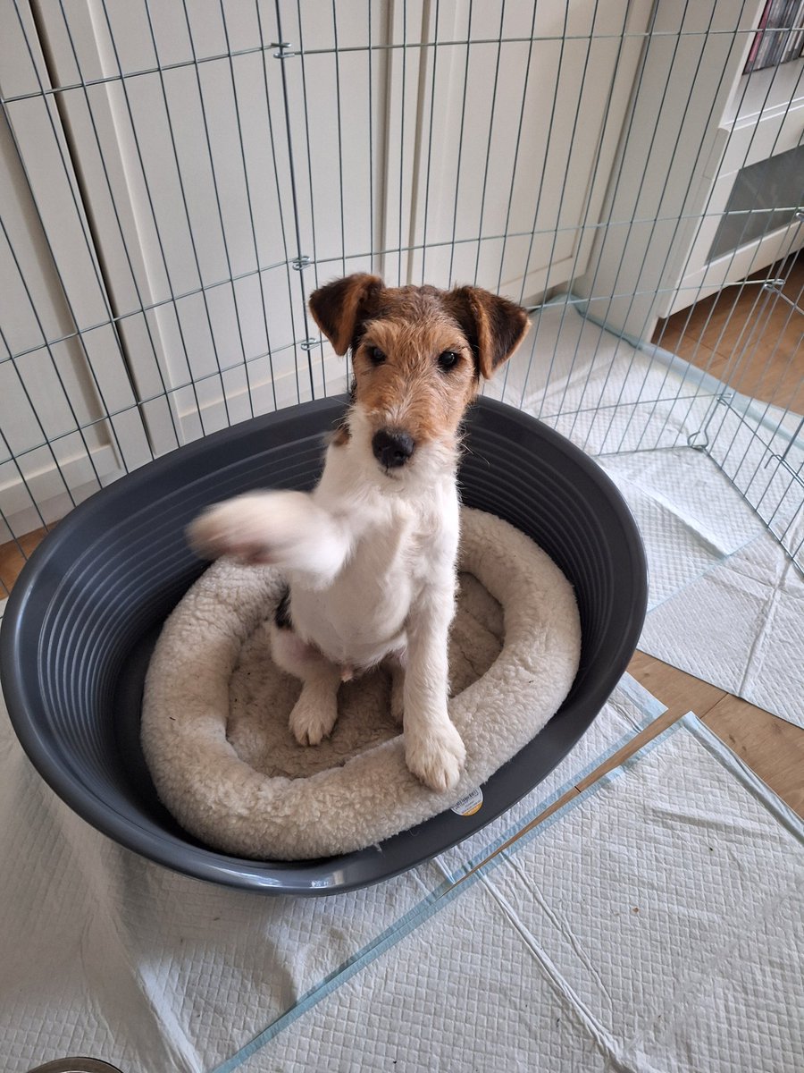 Moon_van_Dijk's tweet photo. @bertie_lakeland Goodmorning from your new friend from the Netherlands:  Andor foxterrier 🐾💕 https://t.co/o2ToXtlBDr
