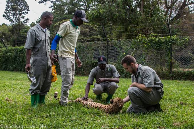 Discover Uganda's wildlife at UWEC in Entebbe! Learn about conservation & see lions, elephants, giraffes & more in beautiful surroundings. A must-visit for animal lovers & nature enthusiasts! 

Register today 👉🏻 convene.jjengo.com/rotary/confere…

#RAS24UG #UgandaWildlife