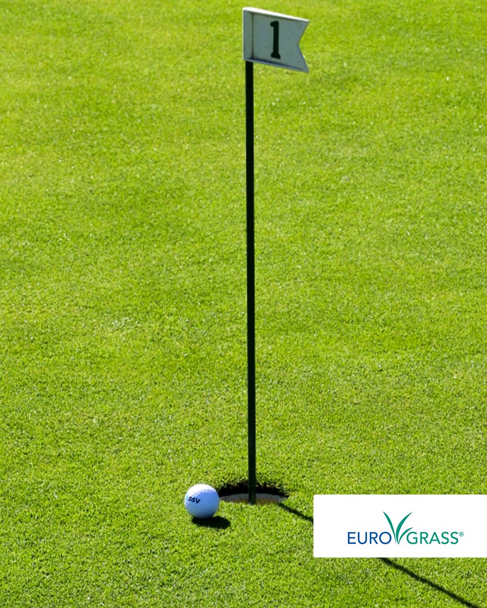 Eurograss Pro Rye Greens combines fine-leaved perennial rye with fescues for excellent wear tolerance on golf & bowling greens. Learn more here: dsv-uk.co.uk/sorte/10436