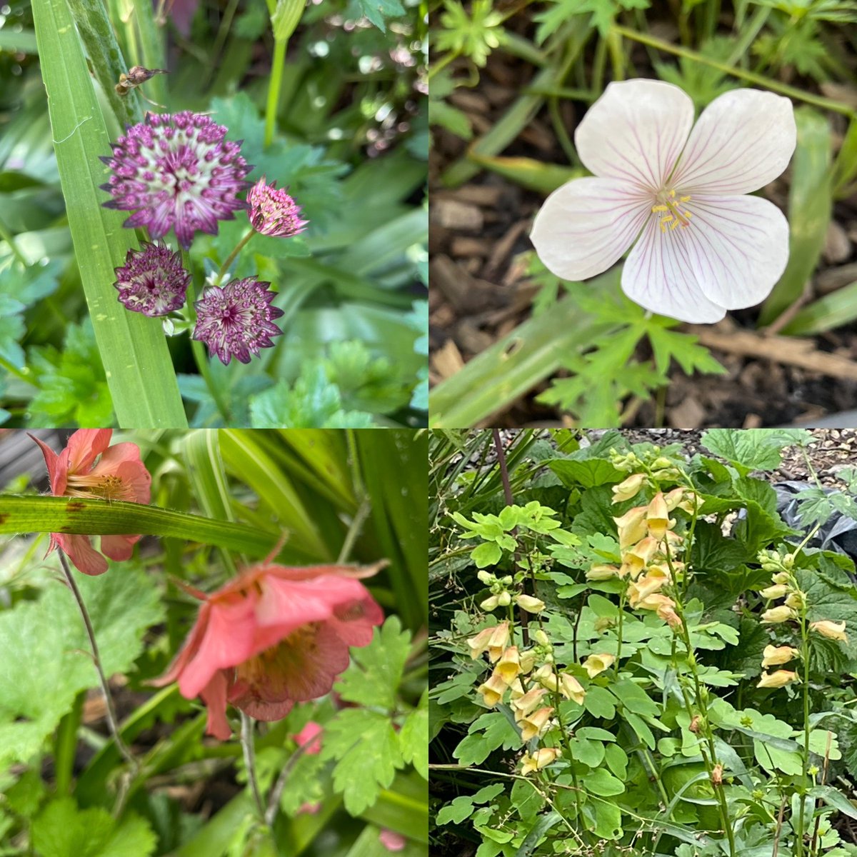 Garden news! 💚 

This time last year the 'Talitha Arts Garden' was at the RHS Chelsea Flower Show, where it won a gold medal and 'best' in the All About Plants category, before being relocated to the garden here at SMH. Fast forward a year and look who is blooming!
