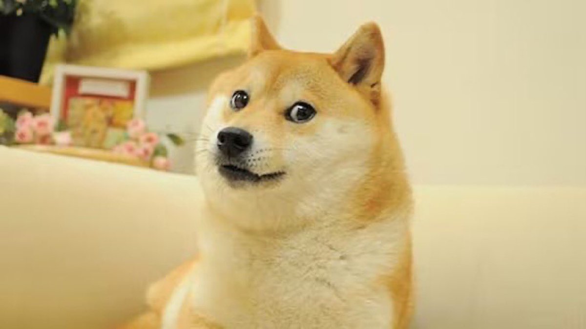 The Doge Meme dog, Kabosu has died. She was 18 years old.