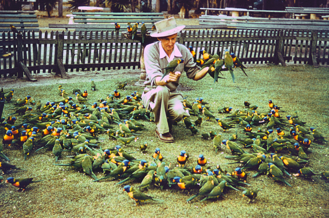 Alex Griffiths – local beekeeper, flower grower and founder of Currumbin Bird Sanctuary – feeding the lorikeets at the sanctuary in Queensland in 1958 (City of Gold Coast collection)