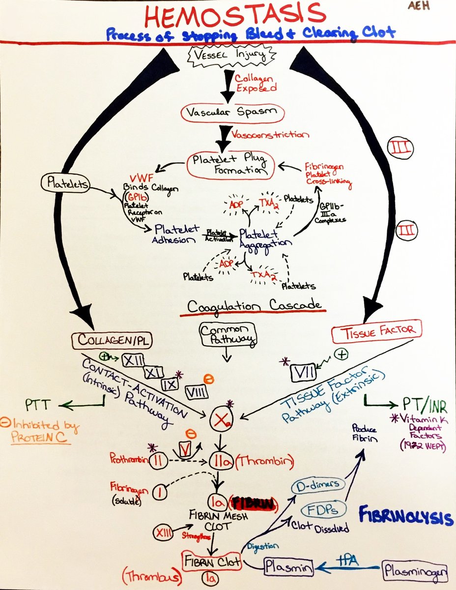 ManualOMedicine's tweet image. Hemostasis

#foamed #medtwitter #hemostasis