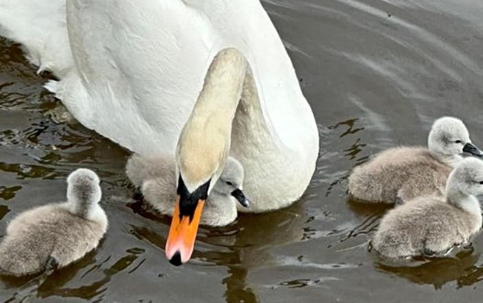 NANTWICH: @cheshirepolice probe deaths of two Riverside cygnets in Nantwich and appeal for witnesses thenantwichnews.co.uk/2024/05/24/pol…