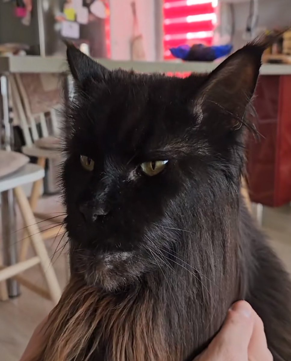 this cat i saw on tiktok is 100% a jojo character