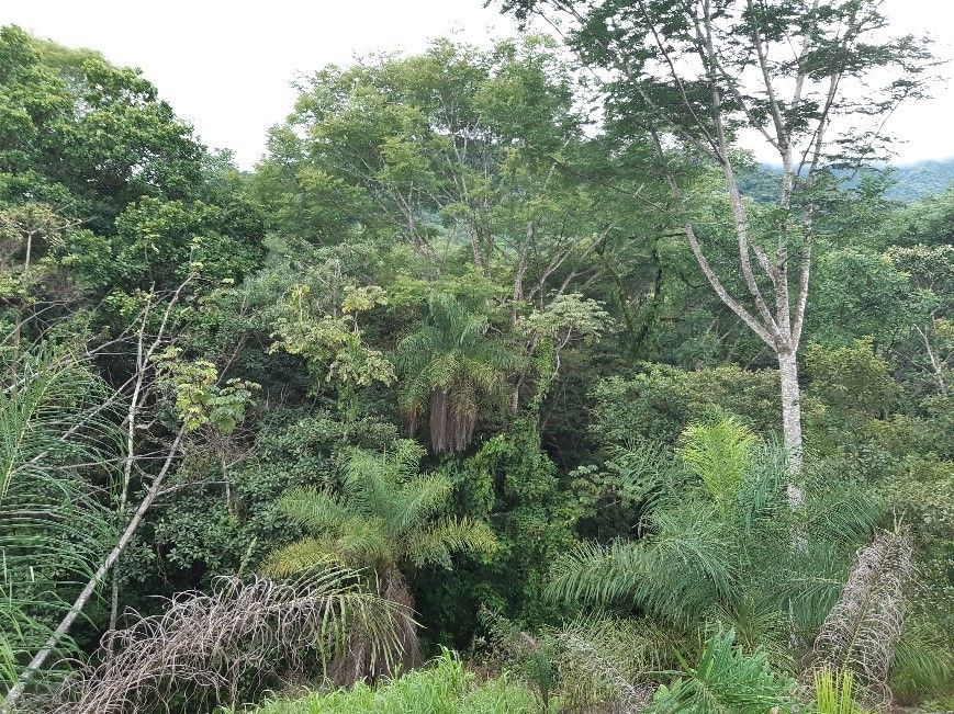 Boosting foreign trade and promoting #reforestation at the same time: Learn more about #GreenGrowth with nature positive supply chains in #Mesoamerica ➡️ international-climate-initiative.com/NEWS2692-1 #GenerationRestoration #IKI @giz_gmbh @bmuv