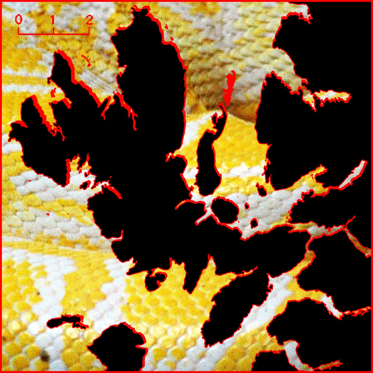 NEVERSLEEPLIFE's tweet photo. (NSR21S1) Inner Sound - Yellow Boa
https://t.co/sr2cHTsgX3 https://t.co/c0FFzV2pND