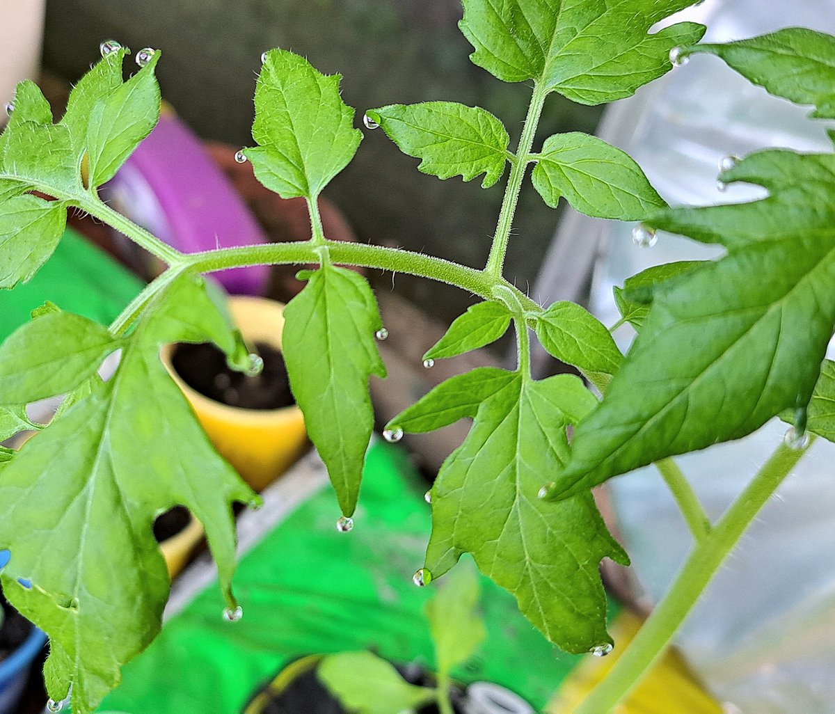 Great guttation on the tomatoes in the greenhouse this morning. Little jewels of water without Xanthomonas l hope!