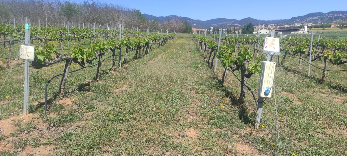 ⭐ Fully funded PhD scholarship⭐ Ecophysiological mechanisms underlying the resilience of grapevines to abiotic stresses
👩‍🔬 Supervisor: Olfa Zarrouk
📍Torre Marimon (Barcelona)
Apply: irta.cat/en/work-at-irt…