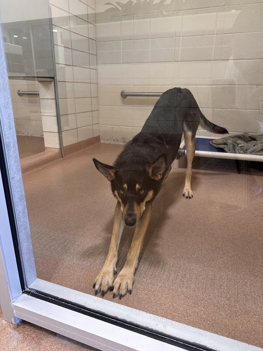 When Snoopy, my dog of 14 years, passed away, I started volunteering at my local dog shelters <a href="/MarinHumane/">Marin Humane</a> <a href="/petsinneed1965/">Pets In Need</a> &amp; food bank <a href="/SFMFoodBank/">San Francisco-Marin Food Bank</a>. And let me just say, there's nothing better to get you out of your head &amp; into your heart than volunteering in your community.