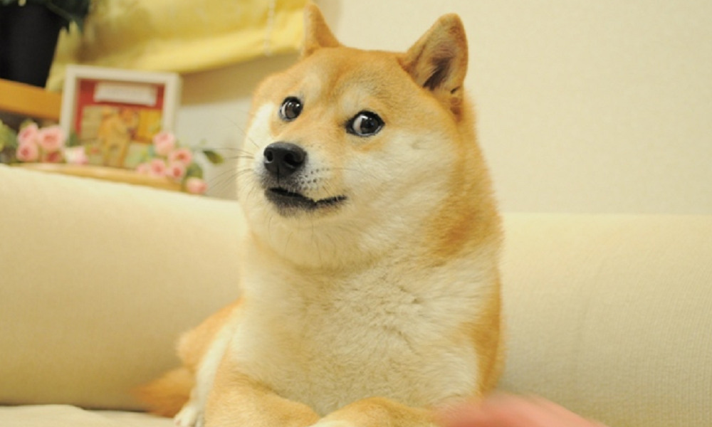 DOGE 밈의 주인공

카보스가 우리 곁을 떠났습니다

그동안 너무 즐거웠어요

고마웠어요!