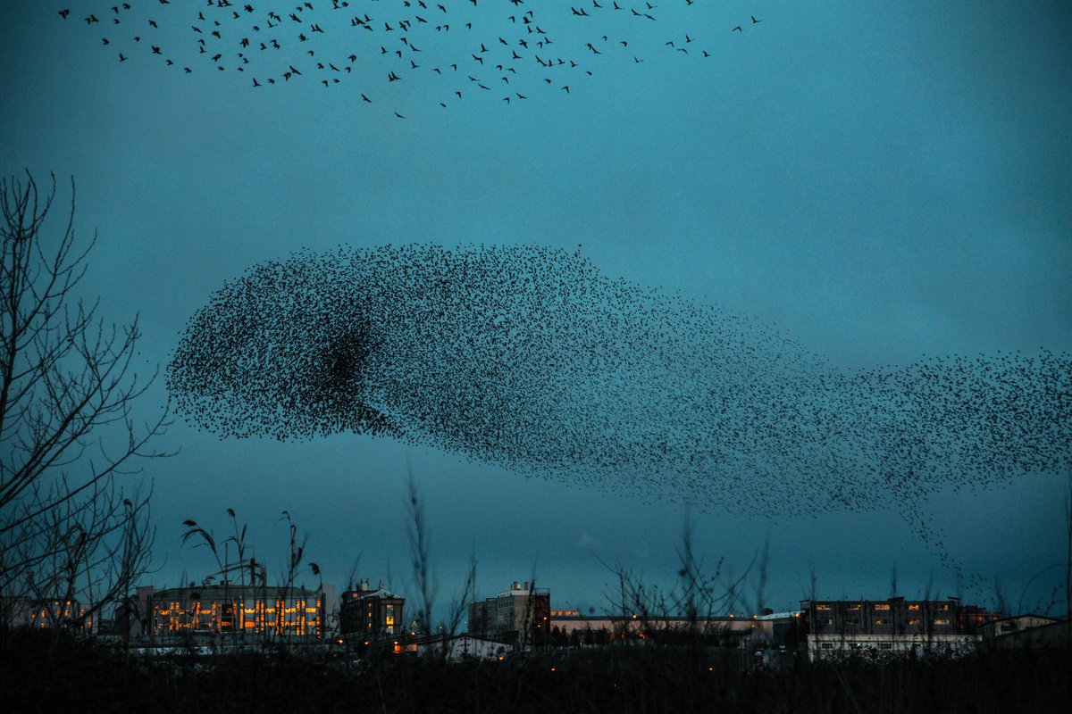 SebnemUguzPhotography eth/tez📸 Şebnem Kavlaklı tweet media