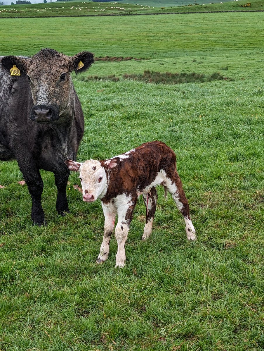 That's a wrap for calving '24. Bonny one to finish on. 46 days from start to finish. Unfortunately 5 less calves on the ground than what was scanned in calf, for various reasons but that's just fermin I suppose.