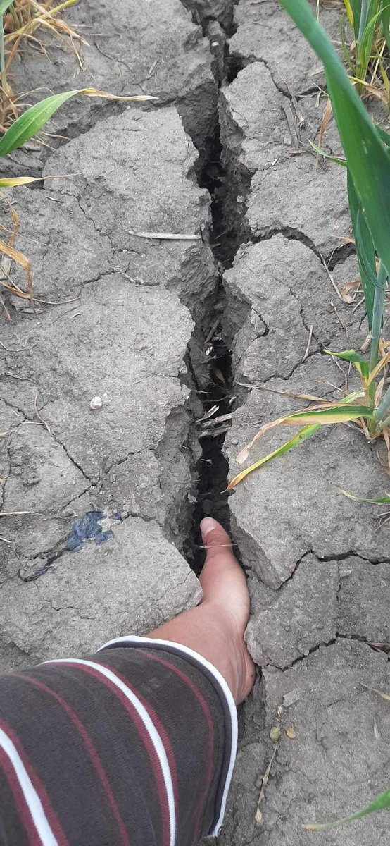 AgroProfil's tweet photo. U niektórych popadało, a u innych deszczu nie widać od miesiąca a nawet dłużej… 

#susza #rolnictwo #rolnicy #żywność #pogoda #deszcz #imgw #woda @IMGWmeteo #zboże https://t.co/MgPytIBN5c
